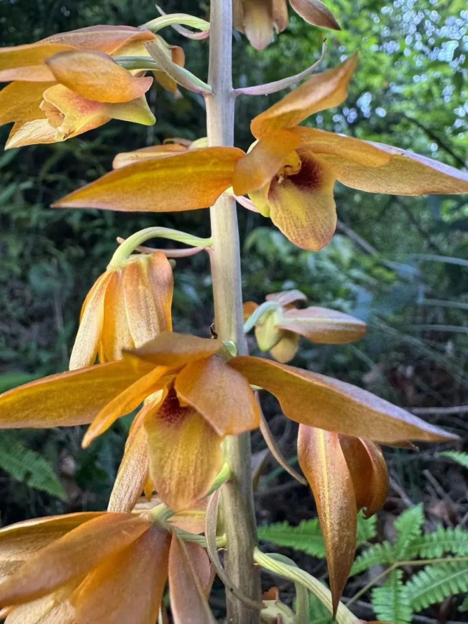 珍稀野生无叶美冠兰惊现河源万绿湖!