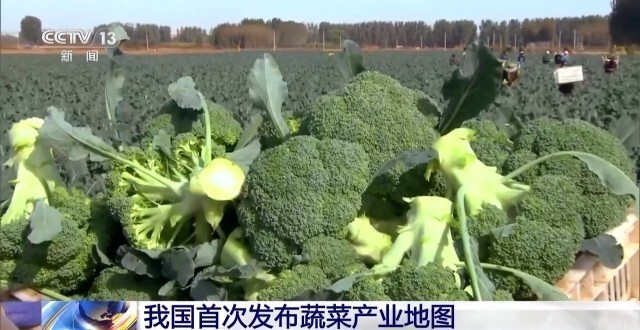 [南方生姜网-图片加载]