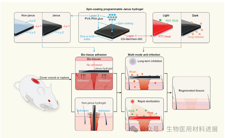 医用抗菌水凝胶怎么用《AFM》湖北大学吴水林／河工大刘想梅： 多模式消毒功能的强粘附Janus水凝胶，用于多重耐药金葡球菌感染的开放性伤口快速修复_https://www.jmylbn.com_新闻资讯_第2张