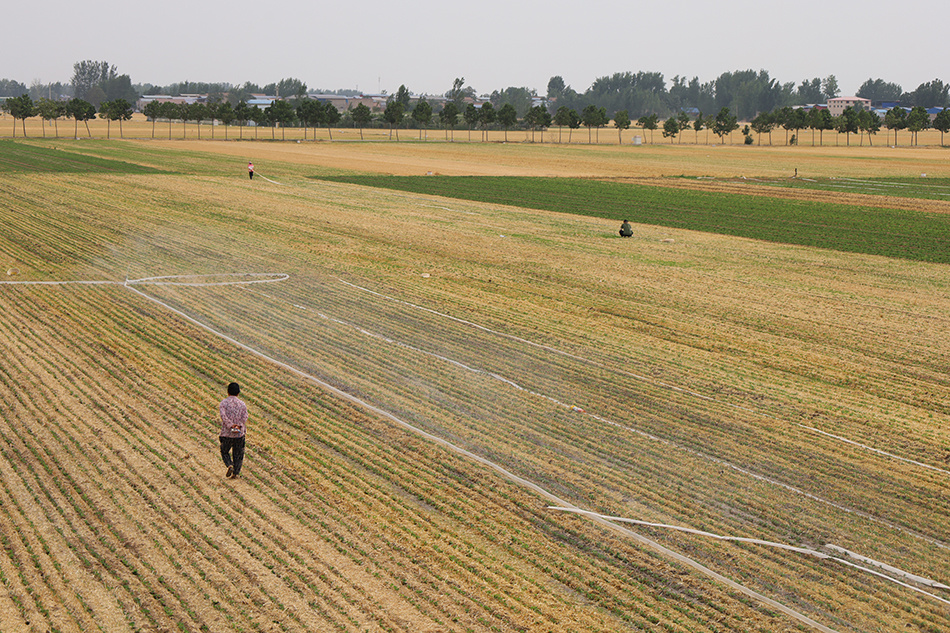 直击河南扶沟县抗旱:俩月只下一场极小的雨,玉米苗都被旱"迷糊"了