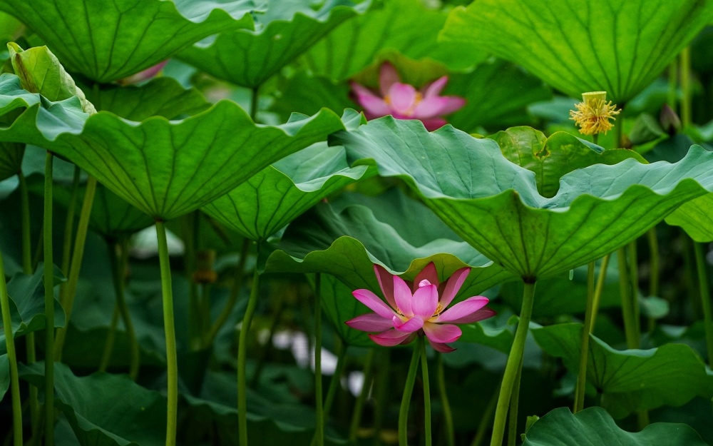 静图片荷花图片