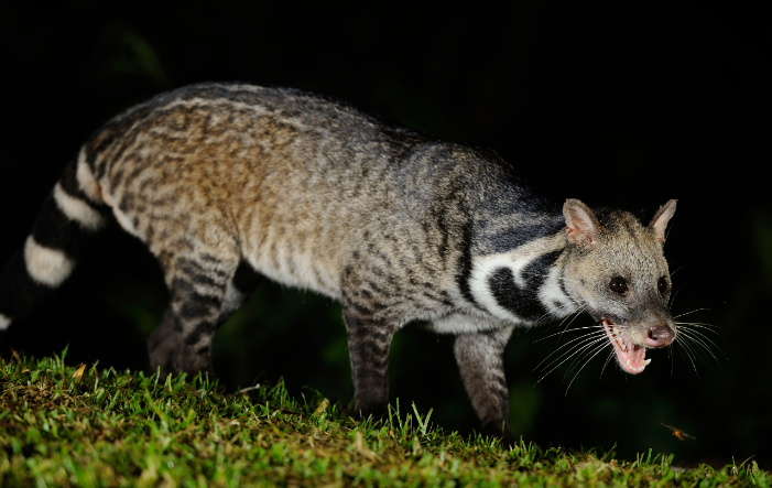 大灵猫和小灵猫是几级保护动物呢?