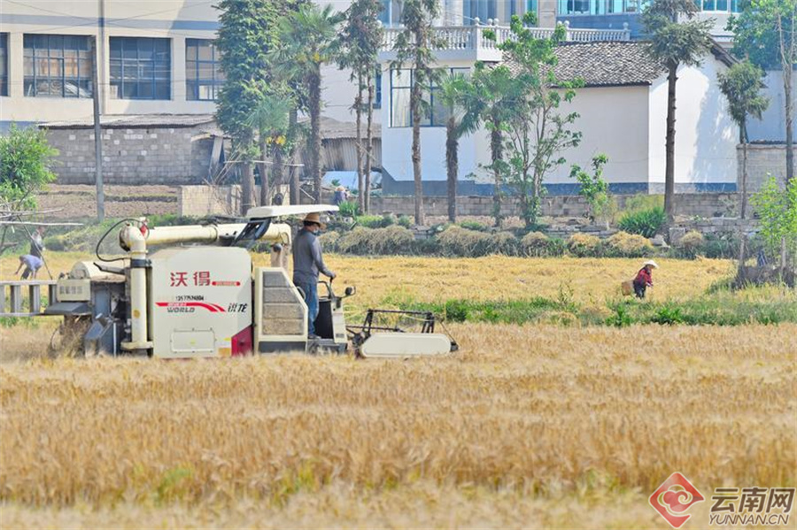"昌宁县硕丰农机服务专业合作社理事长左金红在驾驶着收割机在麦田里"