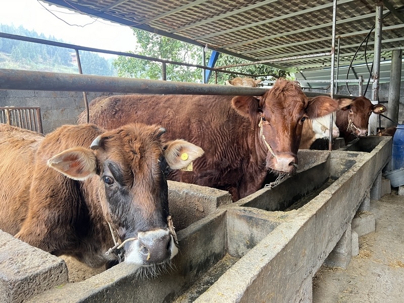 沿河:念好"养牛经" 走实致富路