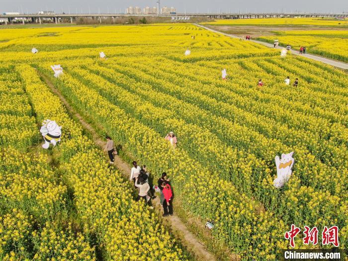 南昌县塔城乡油菜花图片