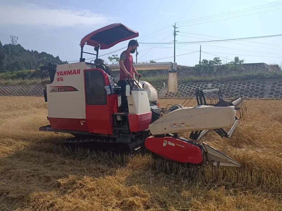绵阳梓潼:机械助力 小麦收割省时高效