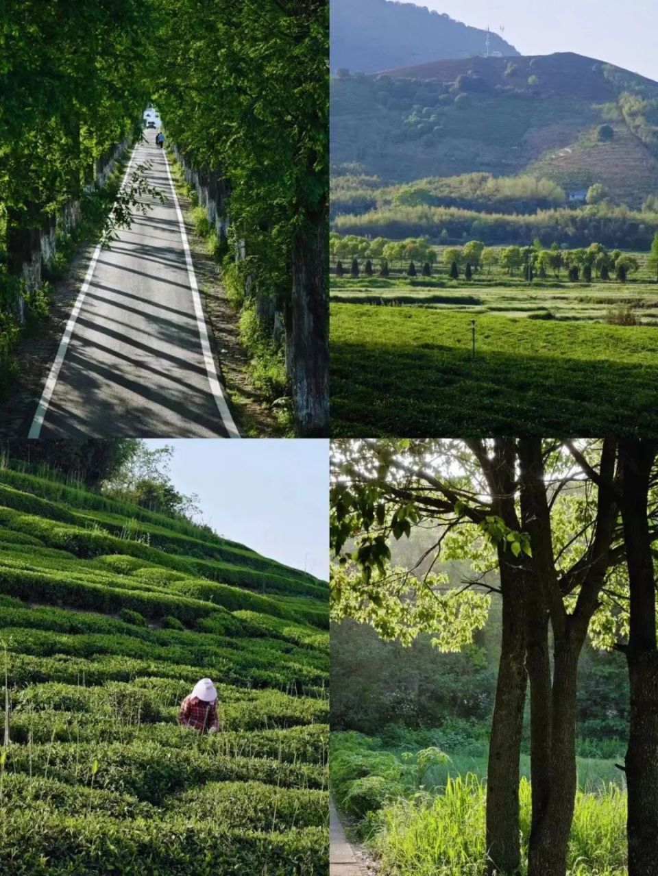 般的诗意碧波小舟尽收眼帘悠然漫步于桥上青山绿水图:下渚湖湿地风景