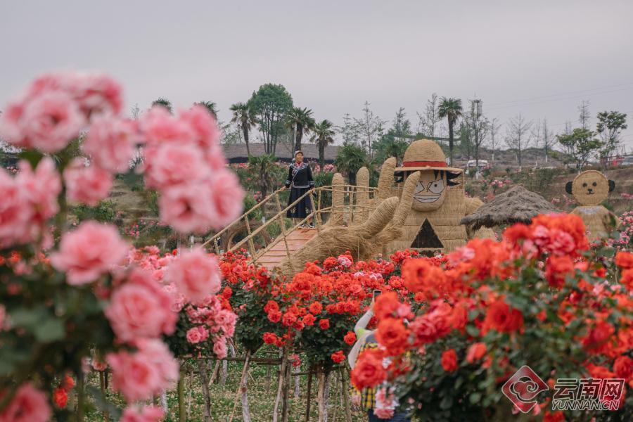 月季花海醉游人月季花海醉游人连日来,曲靖市富源县多乐原风景区里的