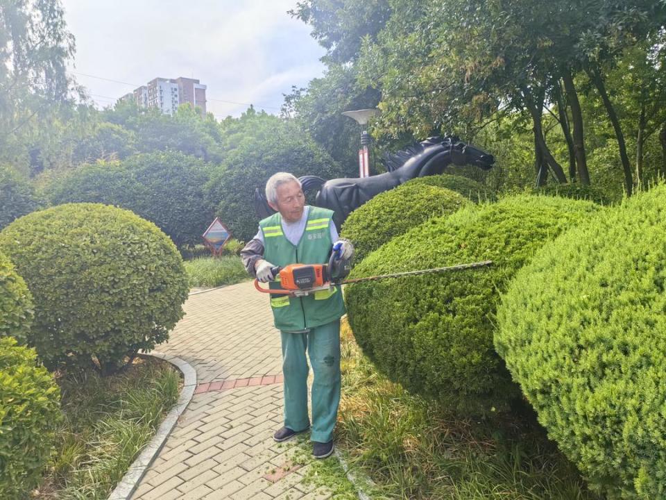 泰安市园林绿化管理服务中心:夏季修剪提"颜值",精雕细琢显成效
