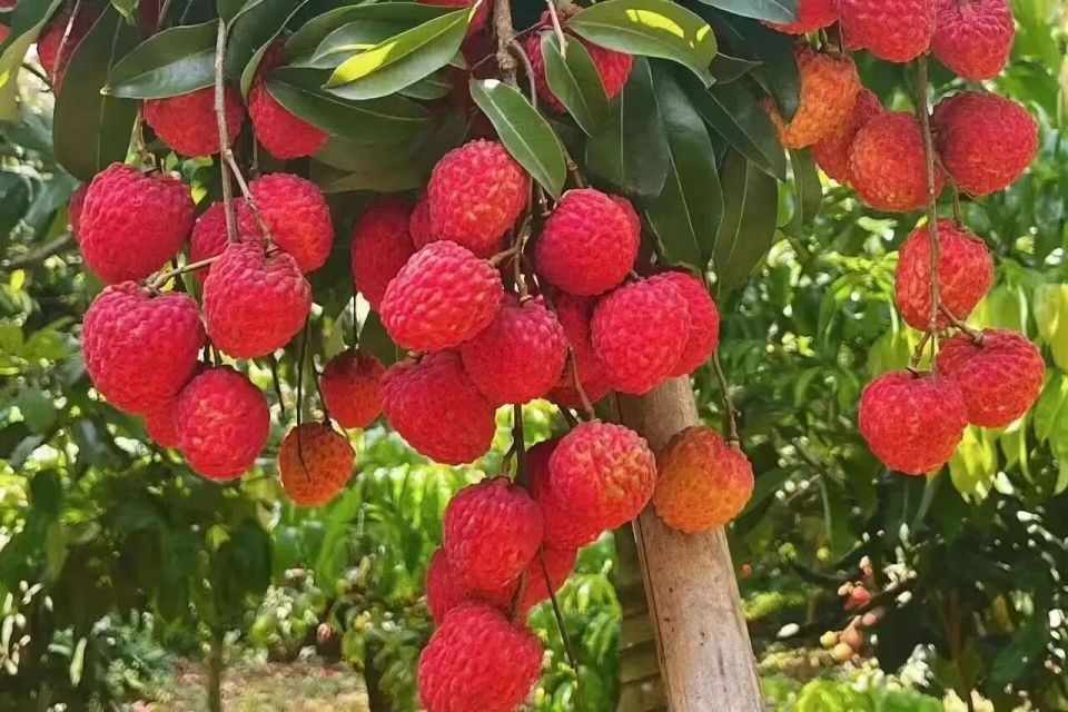 让千年荔枝“活”起来、“火”出去！增城荔枝这样“C位出道”_腾讯新闻