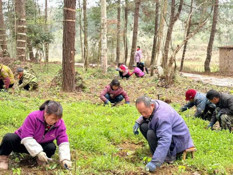 江口官和:林下种植中药材 经济生态"双丰收"