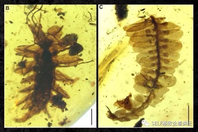 入了琥珀这个"坑",我才发现地球上曾经存在过这么奇特的生物 | 王博