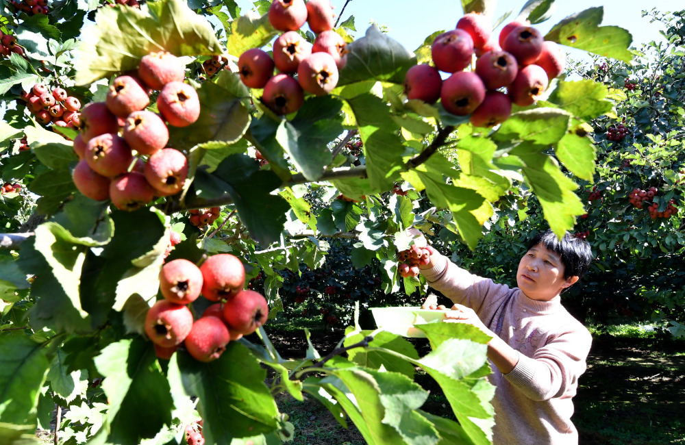 河北晋州:小山楂映红丰收路