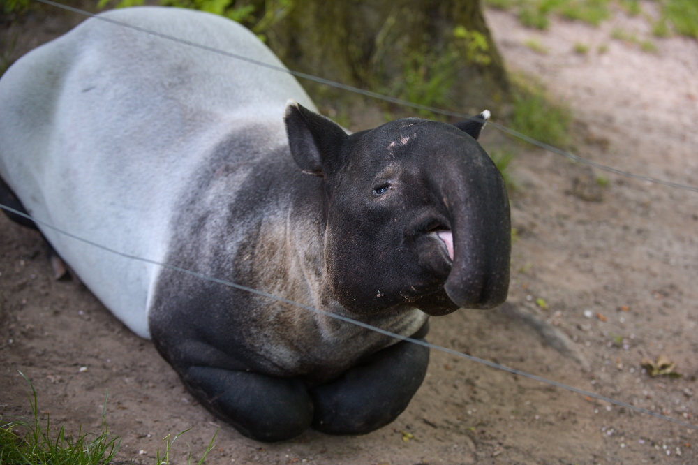 (外代二线)马来貘-腾讯新闻