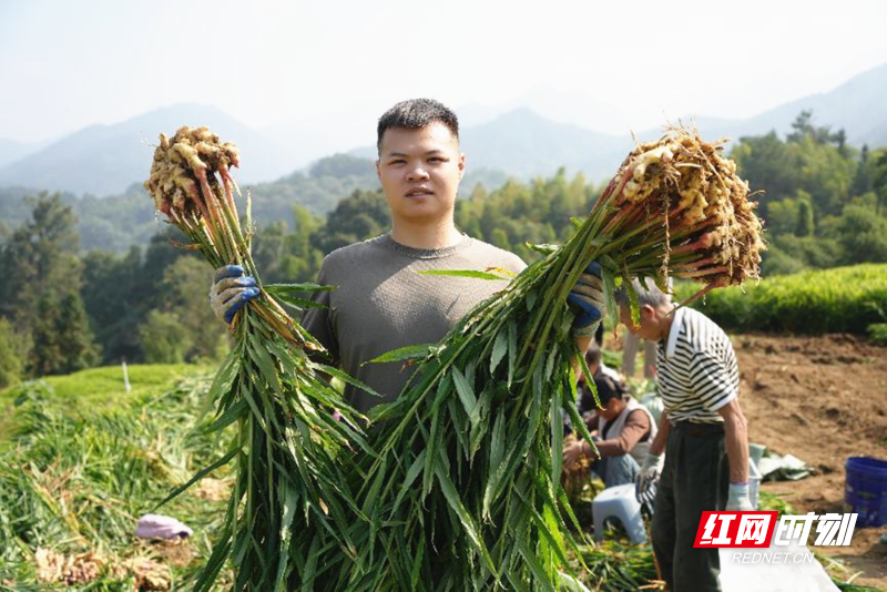 [南方生姜网-图片加载]