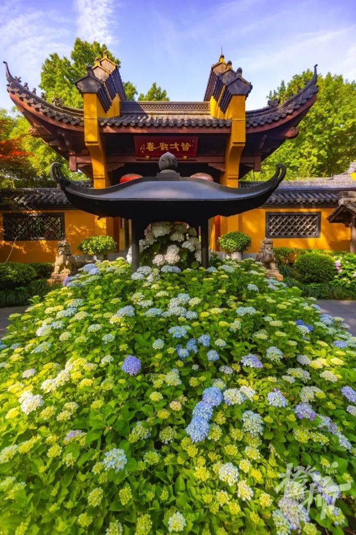 绝美!杭州永福寺绣球花上新