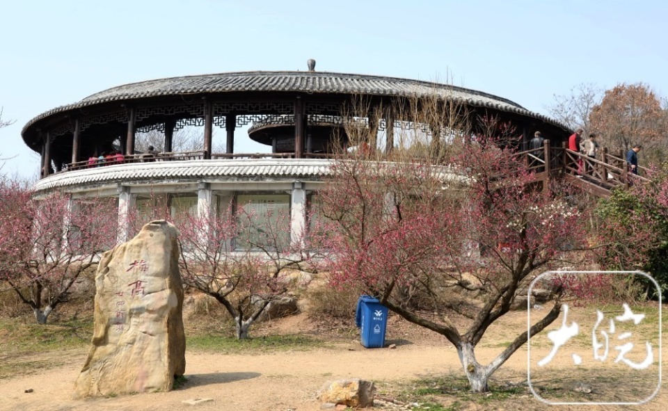 组图丨春景醉人淮南舜耕山梅园进入盛花期