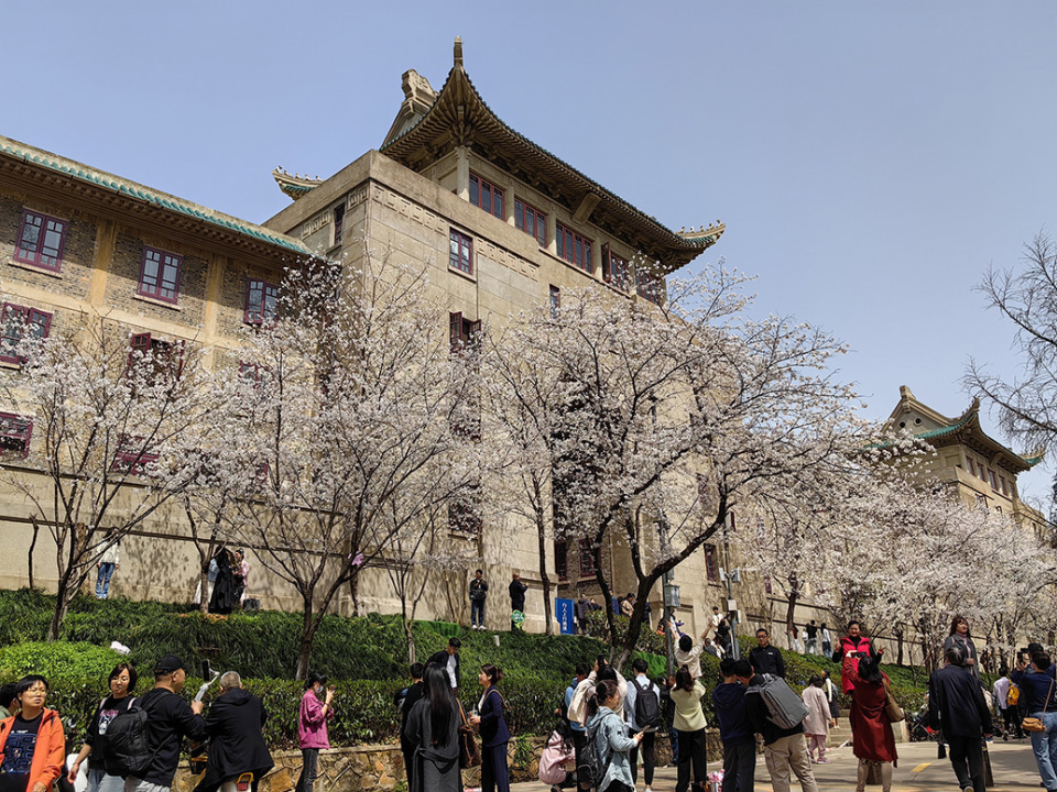 2024年3月19日,武汉大学校园内近3000株樱花开放与校内