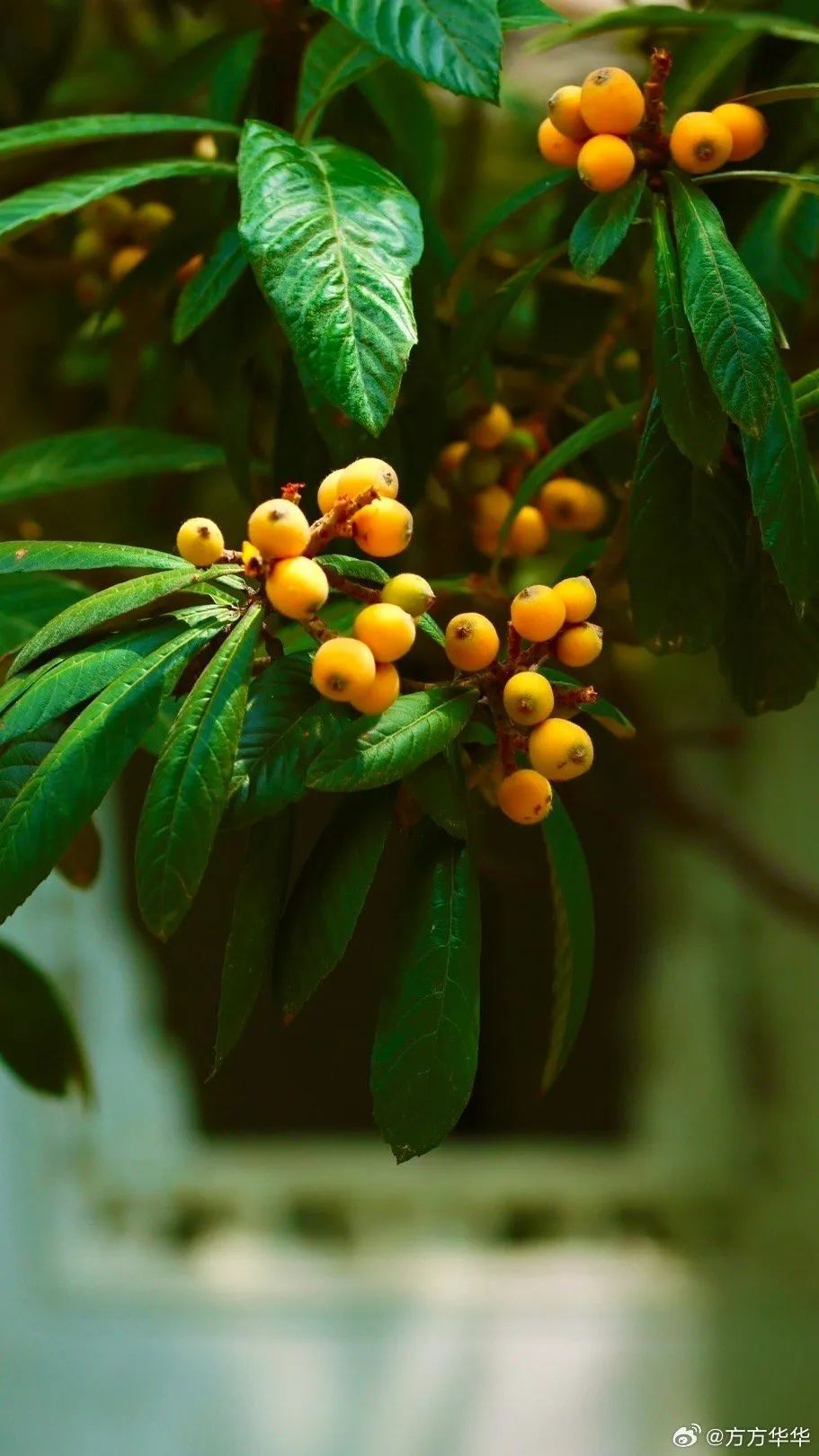 枇杷比如好多好吃的夏天到了天气预报全省多云.