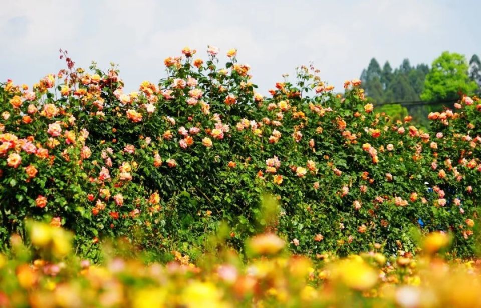 乐山好看的50个拍照圣地,一个都舍不得错过!