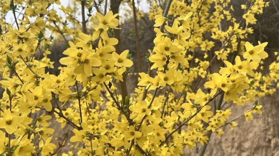 连翘花开!美了山村富了民,"翘"首以待只等你来～_腾讯新闻