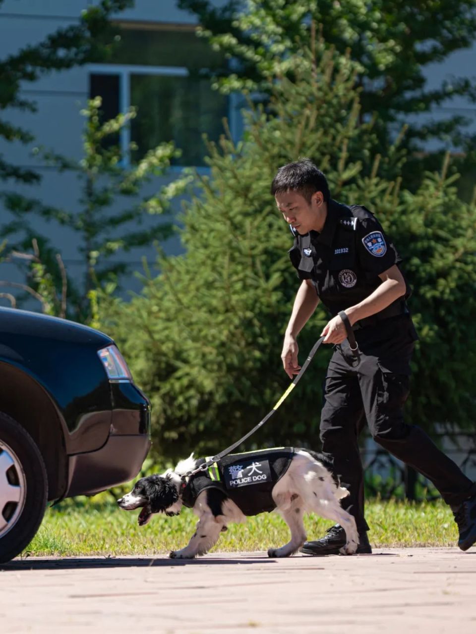 大型警犬图片 警察图片