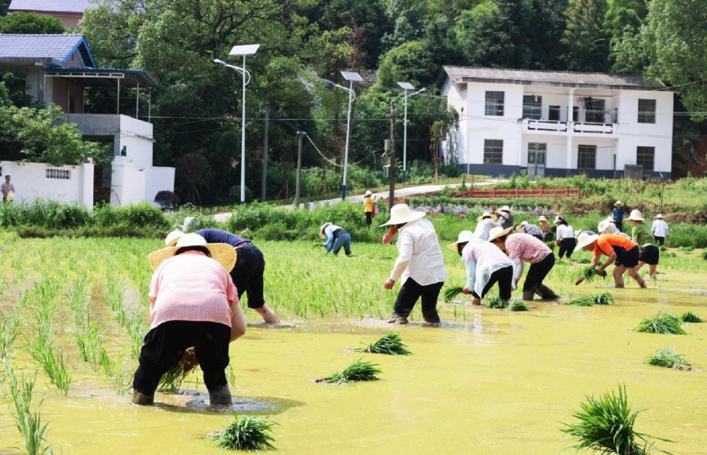 开福区委宣传部联合沙坪社区党总支开展"耕种清风廉田,兴粮复耕添动能