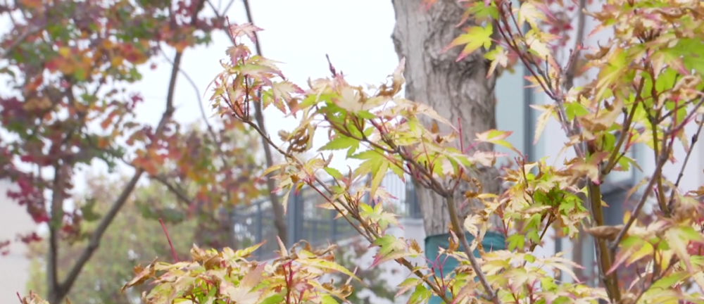 3.12植树节参与方式新鲜出炉啦！赶紧来看，一起植树吧！_腾讯新闻