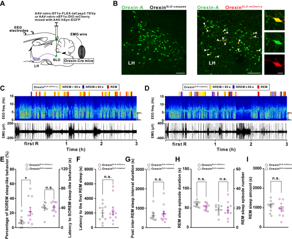 作者采用遗传学策略特异性损毁oxsld神经元