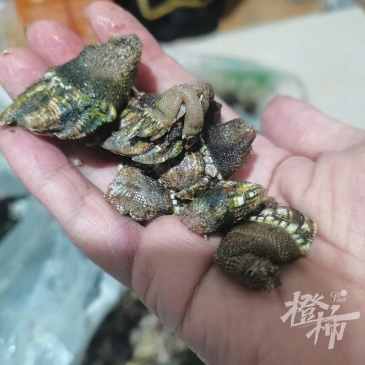 梭子蟹鳃上密密麻麻的小虫,是顶级食材?