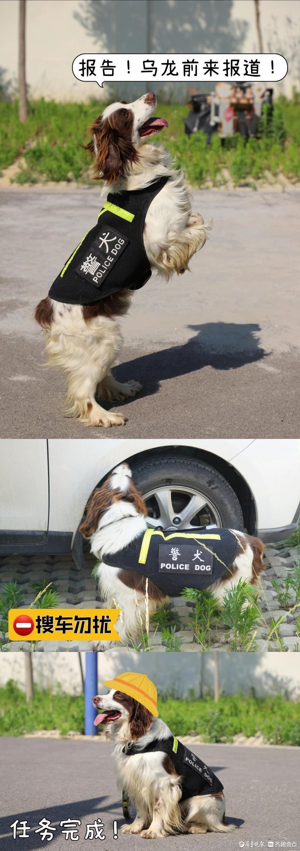 小,但执行任务嘎嘎猛,搜毒,搜爆的行家里手,当之无愧的"警犬小钢炮"