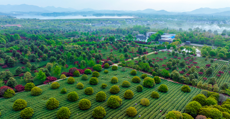 江苏宜兴:山水茶园采摘忙