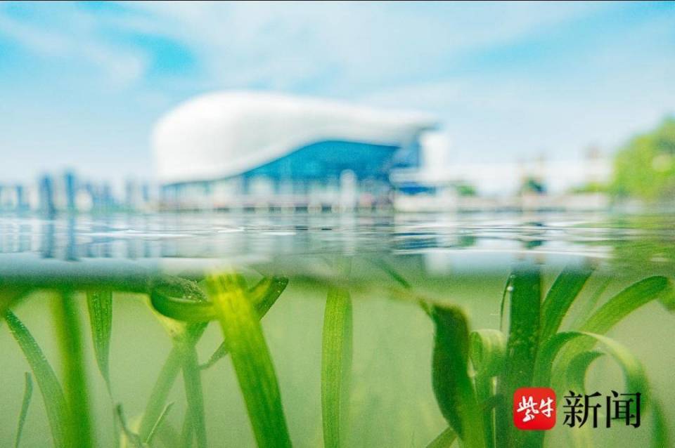 天镜湖：鱼翔浅底舞翠影，水景天成映画卷_腾讯新闻