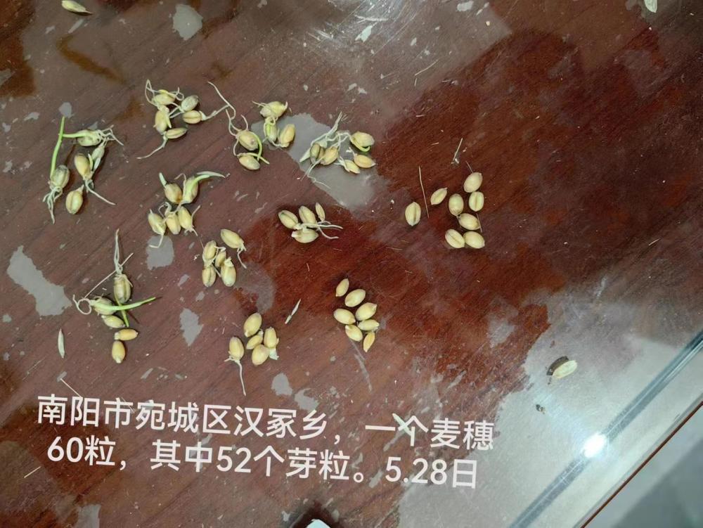 “中原粮仓”小麦陷“抢收之困” 2亿元烘干资金能否让“出芽小麦”颗粒归仓真相是什么-313啦实用网