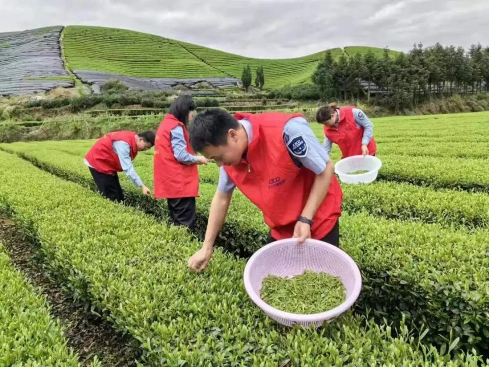 茶山上来了支"志愿红,纷纷化身"采茶工"