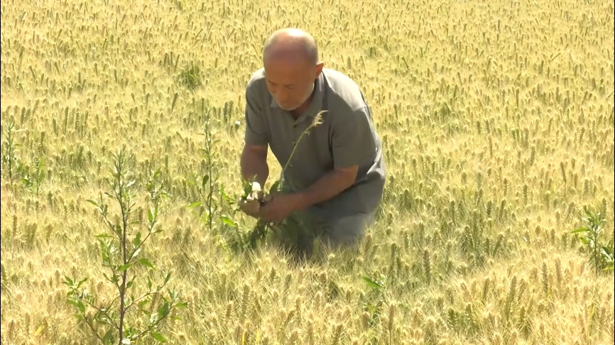 【乡村振兴进行时】麦盖提县24.