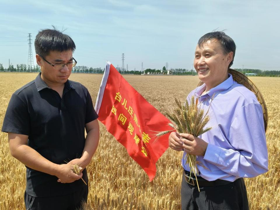 台儿庄区举行黑小麦田间观摩现场会