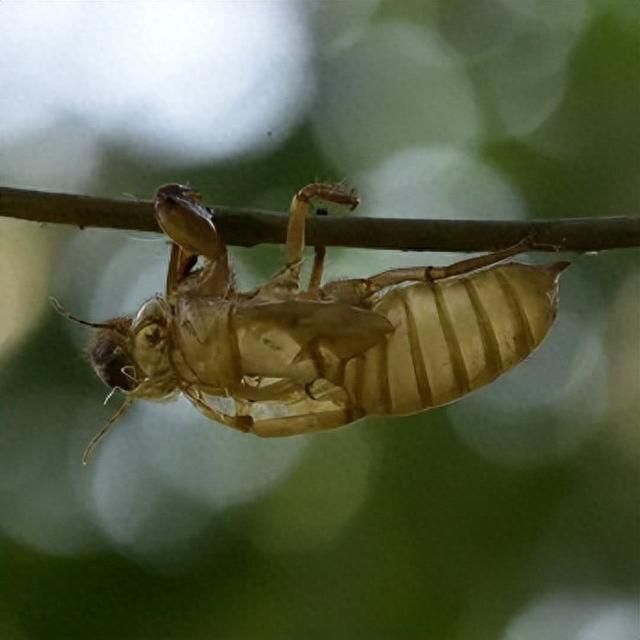 金"蝉"脱壳 华丽"蜕"变——蝉蜕