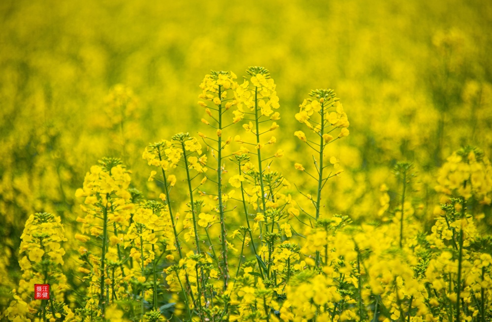 又见菜花黄