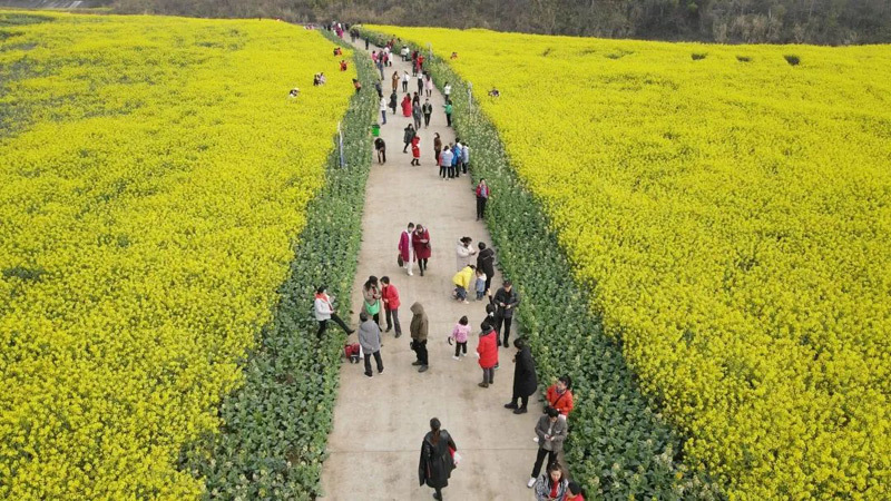 都匀花海图片