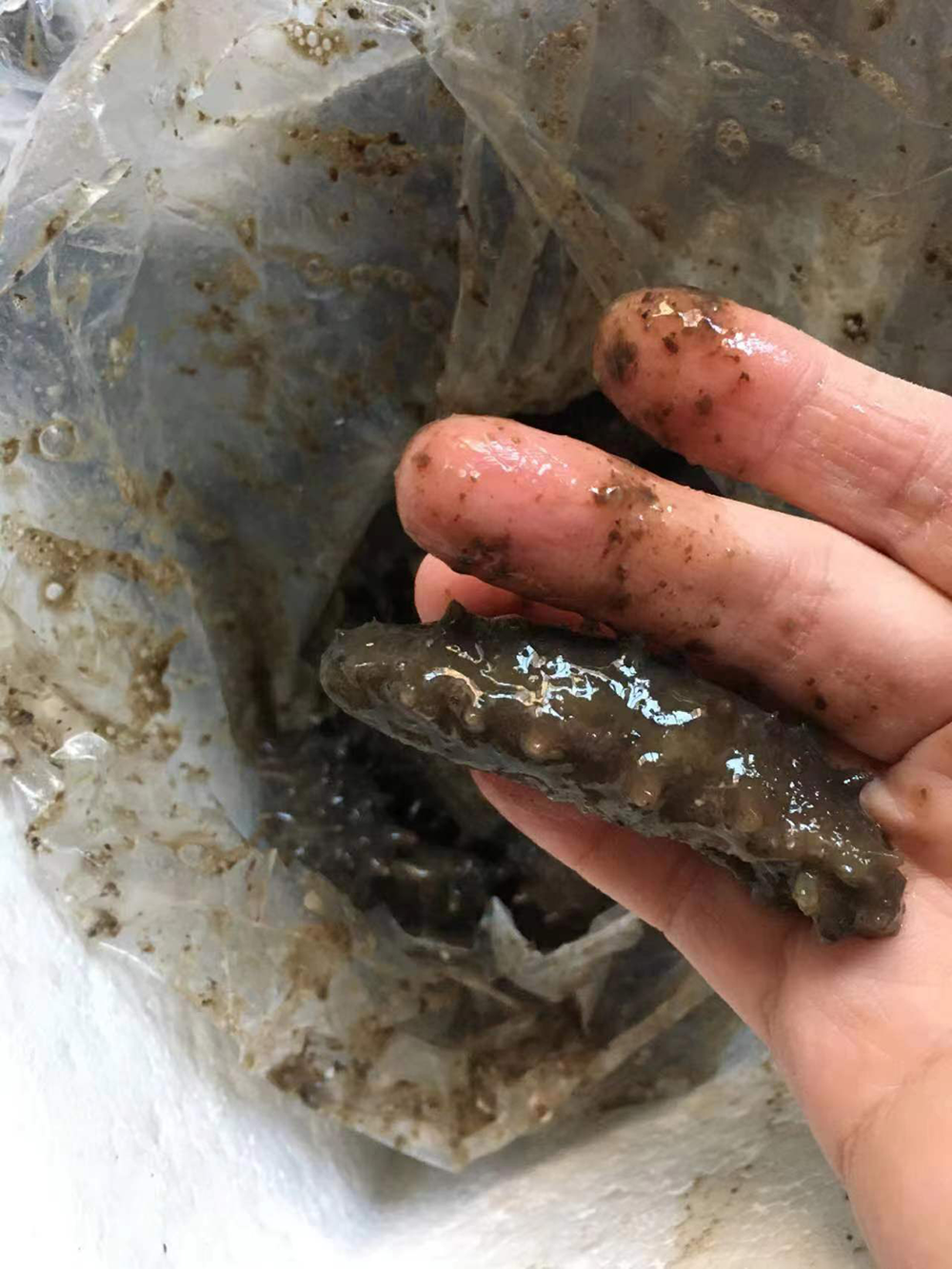 快递自行签收导致六千元海参变质,澎湃介入后消费者获全额赔付