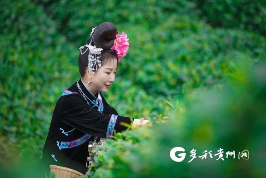 【新时代的贵州人】毛娟：为雷山银球茶的推广传承与发展尽心尽力_腾讯新闻