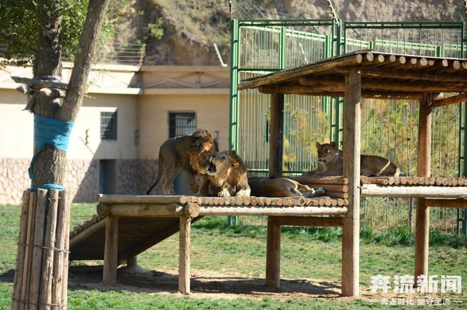 "六一"到兰州野生动物园打卡 体验不一样的快乐_腾讯新闻