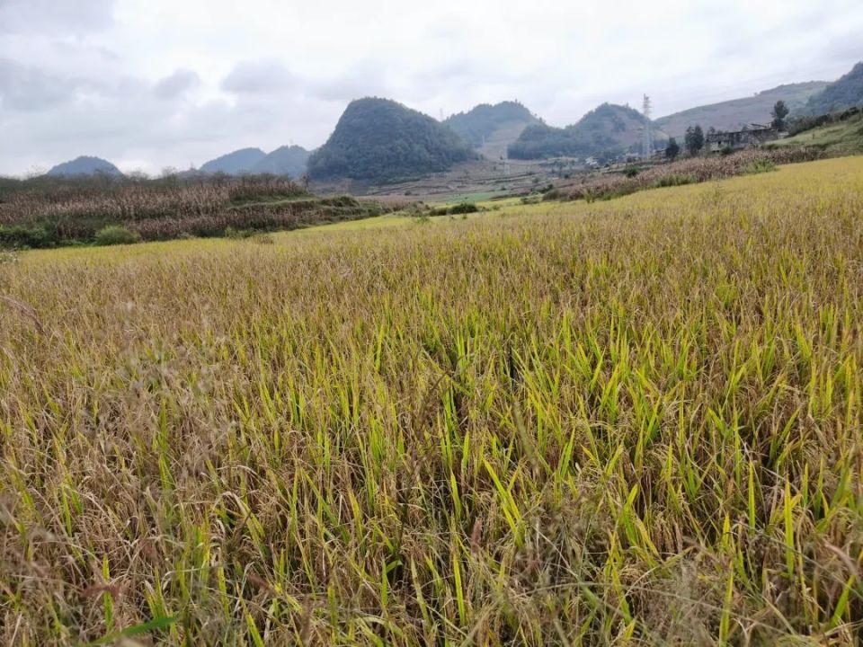 织金县茶店乡:稻谷丰收 幸福满满_腾讯新闻