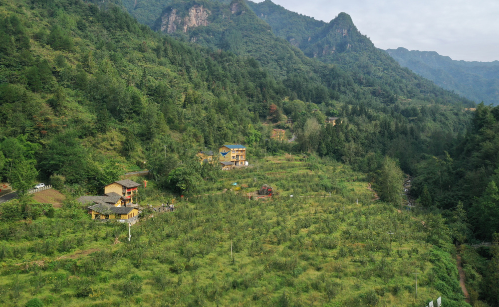 重庆石柱中益乡:特色黄精产业助力乡村振兴_腾讯新闻