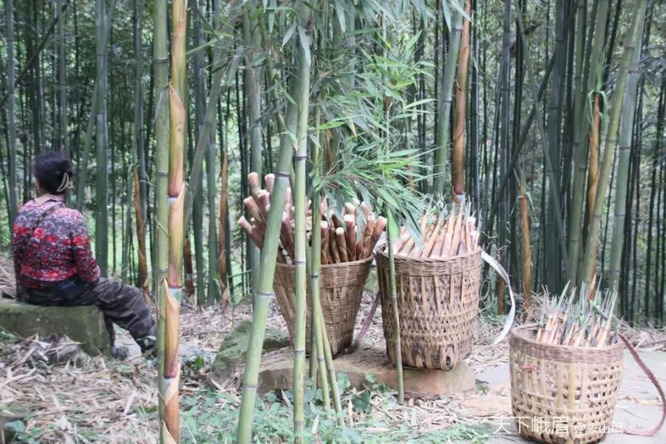 一根竹子带动百万产值,苦笋之乡荷叶村走出绿色产业发展路