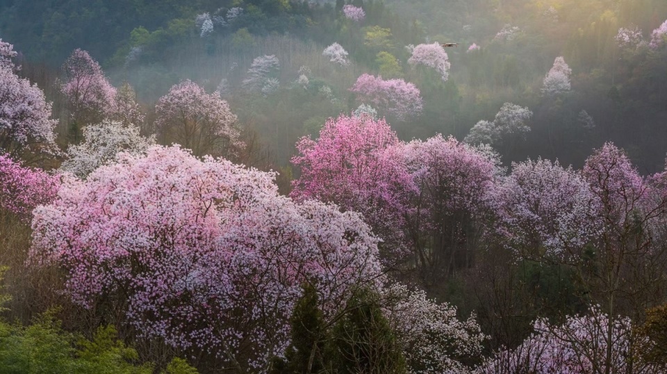 又到春季"踏青季" 这里1200多亩辛夷树即将迎来"赏花大军"_腾讯新闻