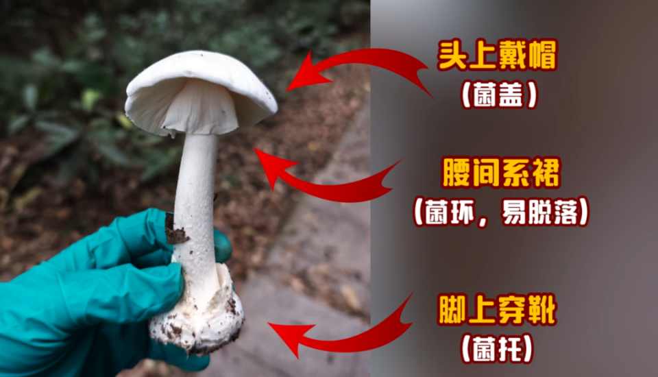 深圳一对夫妻喝汤后双双入院！官方紧急提醒：白毒伞毒性极强，死亡率高_腾讯新闻