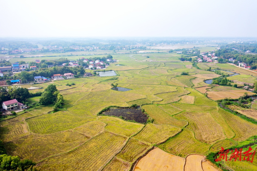 谢家铺镇:稻香小镇产业旺 和美乡村幸福浓_腾讯新闻