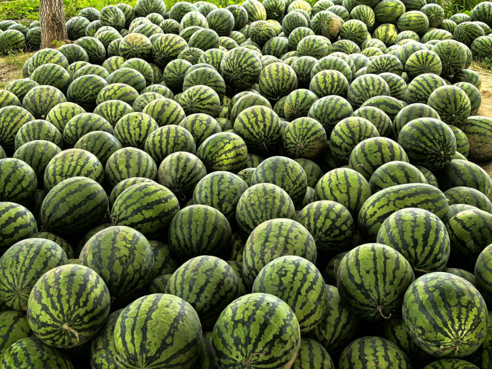 河北曲阳:西瓜丰收有甜头 增产致富有奔头